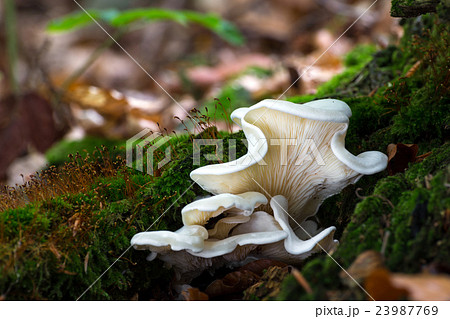 Pleurocybella porrigens. Inedible mushrooms. Pleurocybella porrigens. Inedible mushrooms. 23987769