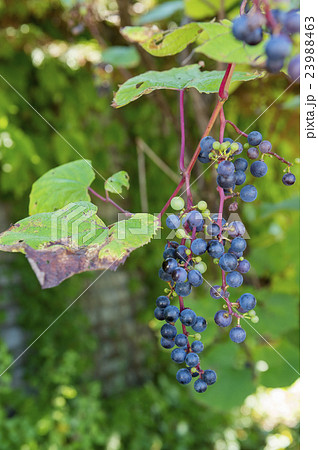 やまぶどう 23988463
