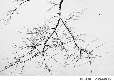 Tree branch silhouette in park among pile of snow Tree branch silhouette in park among pile of snow 23988645