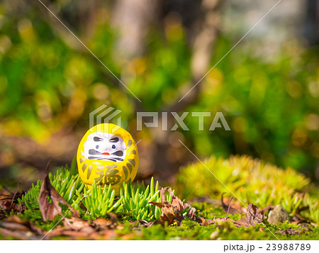 勝尾寺のダルマみくじ 23988789