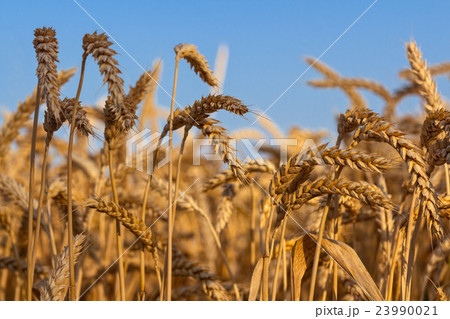 ears of ripe wheat against blue sky 23990021