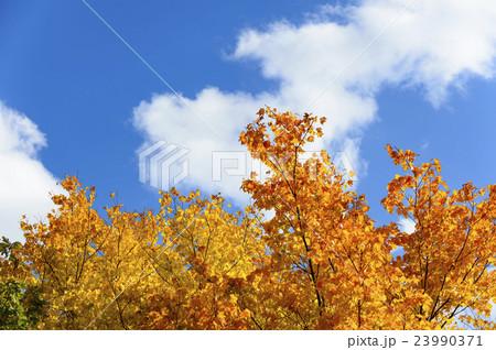 紅葉（空バック） 23990371