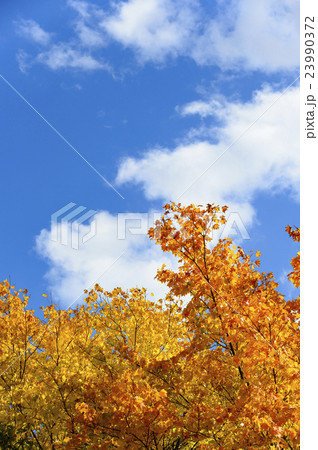 紅葉（空バック） 23990372