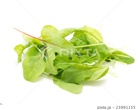 ベビーリーフ 23991155