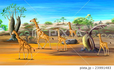 African Giraffes Family Walking at the Savannah 23991483