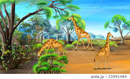 Giraffes Grazing in the Savannah 23991484