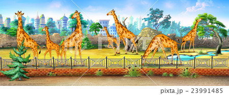 Giraffes in a Zoo full color illustration 23991485