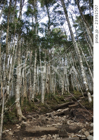 金峰山のシラビソ林 金峰山のシラビソ林 23992507