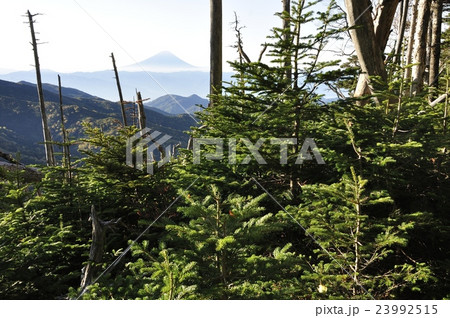 金峰山の森から眺める富士山 金峰山の森から眺める富士山 23992515