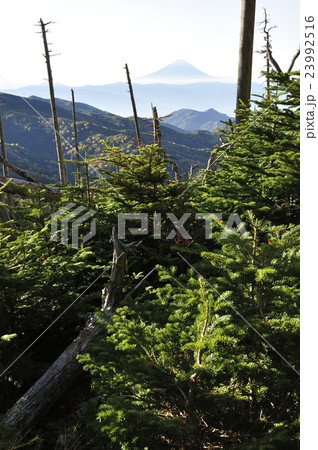 金峰山の森から眺める富士山 23992516