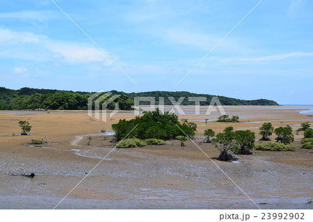 後良川河口のマングローブ 後良川河口のマングローブ 23992902
