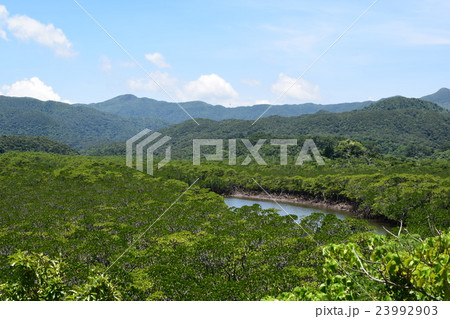 後良川のマングローブ群生 後良川のマングローブ群生 23992903