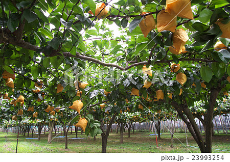 梨　多摩川梨 23993254