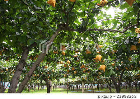 梨　多摩川梨 23993255