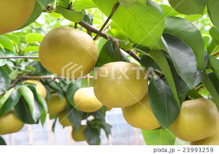 梨 多摩川梨 梨 多摩川梨 23993259