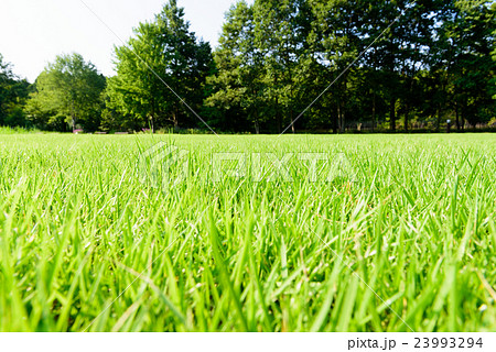 芝生 背景テクスチャ の写真素材