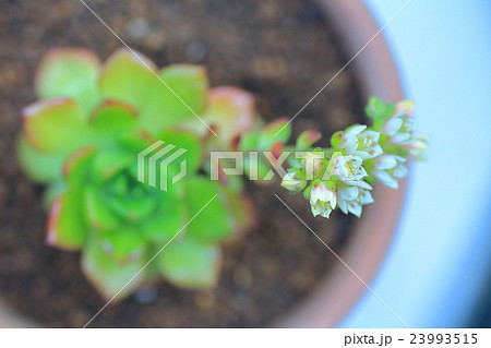 多肉植物の白い花の写真素材