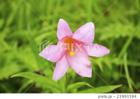 浅草岳に咲くヒメサユリ　福島県只見町　新潟県魚沼市 23993584