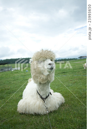 アルパカ アルパカ 23993650