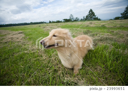 ペットとおでかけ ペットとおでかけ 23993651