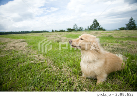 ペットとおでかけ ペットとおでかけ 23993652