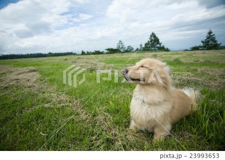 ペットとおでかけ 23993653