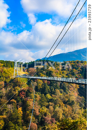 九重夢大吊橋の紅葉 九重夢大吊橋の紅葉 23993739