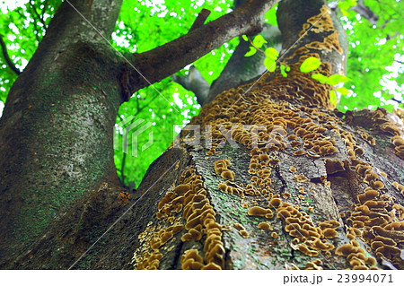 ケヤキの木にキノコが沢山 23994071