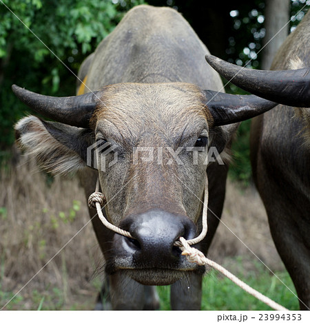 head of water buffalo 23994353