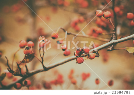 Hawthorn berries in nature 23994792