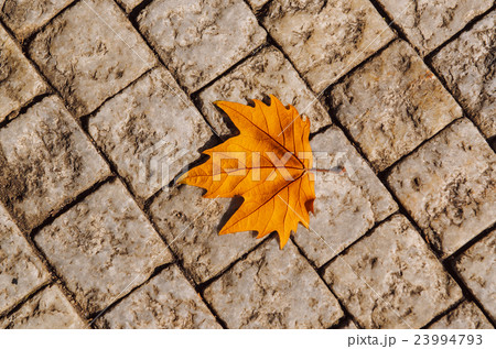 Autumn leaf on the floor 23994793
