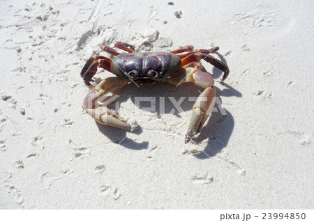 Chicken Crab on the beach of Koh Tachai Island Chicken Crab on the beach of Koh Tachai Island 23994850