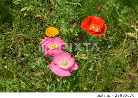 ポピー 23995070