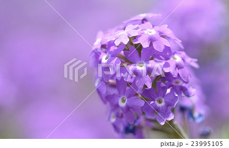 ヒメビジョザクラ(姫美女桜) ヒメビジョザクラ(姫美女桜) 23995105
