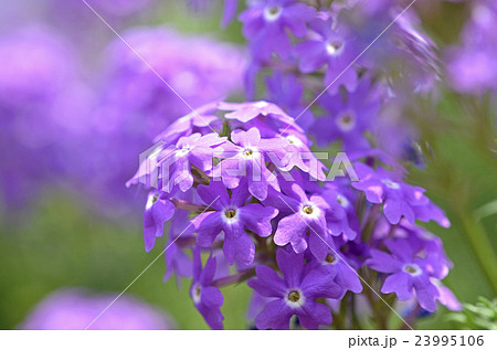 ヒメビジョザクラ(姫美女桜) ヒメビジョザクラ(姫美女桜) 23995106