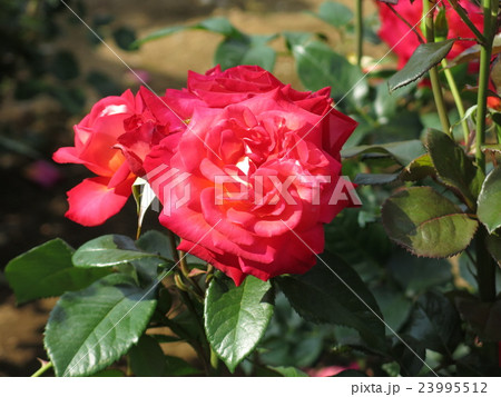 光彩(バラ) 光彩(バラ) 23995512