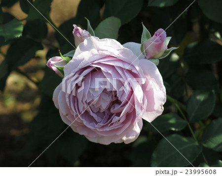 しのぶれど(バラ) しのぶれど(バラ) 23995608