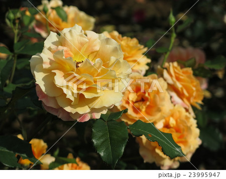 アンバーメイアンディナ(バラ) アンバーメイアンディナ(バラ) 23995947