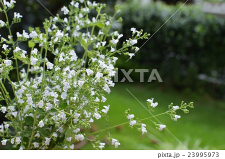 カラミンサ 23995973