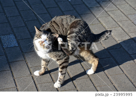 かゆいネコ 23995995
