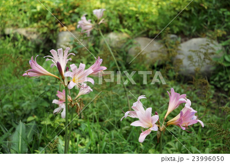 ナツズイセン 23996050