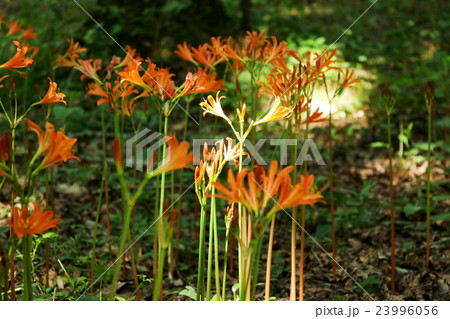 キツネノカミソリ 23996056