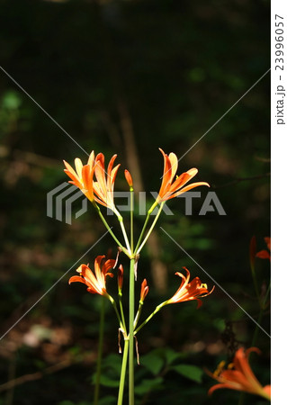 キツネノカミソリ 23996057