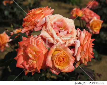 八千代錦（バラ） 23996059