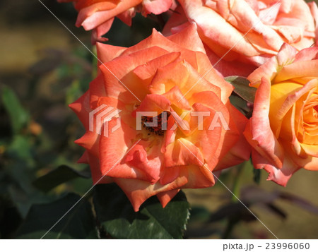 八千代錦（バラ） 23996060