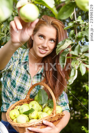 Woman with basket full of ripe apples in a garden. Woman with basket full of ripe apples in a garden. 23996329