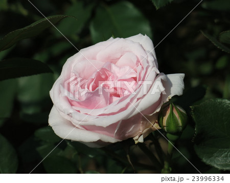 プチトリアノン(バラ) プチトリアノン(バラ) 23996334