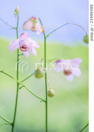 蓮華升麻（縦） 23996489