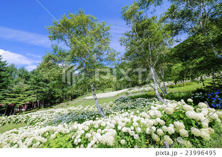 アナベルと白樺 23996495