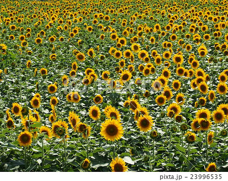 向日葵畑 向日葵畑 23996535